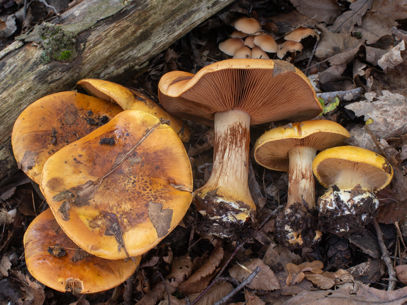 Cortinarius majusculus